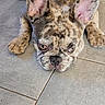 bulldog, dog, canine, pet, animal, portrait, close_up, face, wrinkles, brindle, fawn, eyes, ears, paws, lying_down, floor, tiles, indoors, grumpy, funny