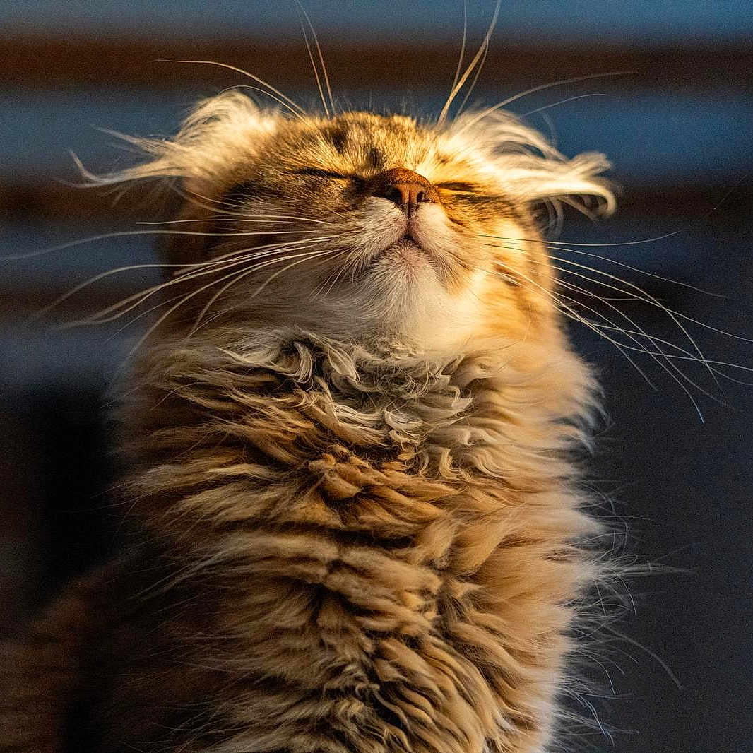 Gimli
