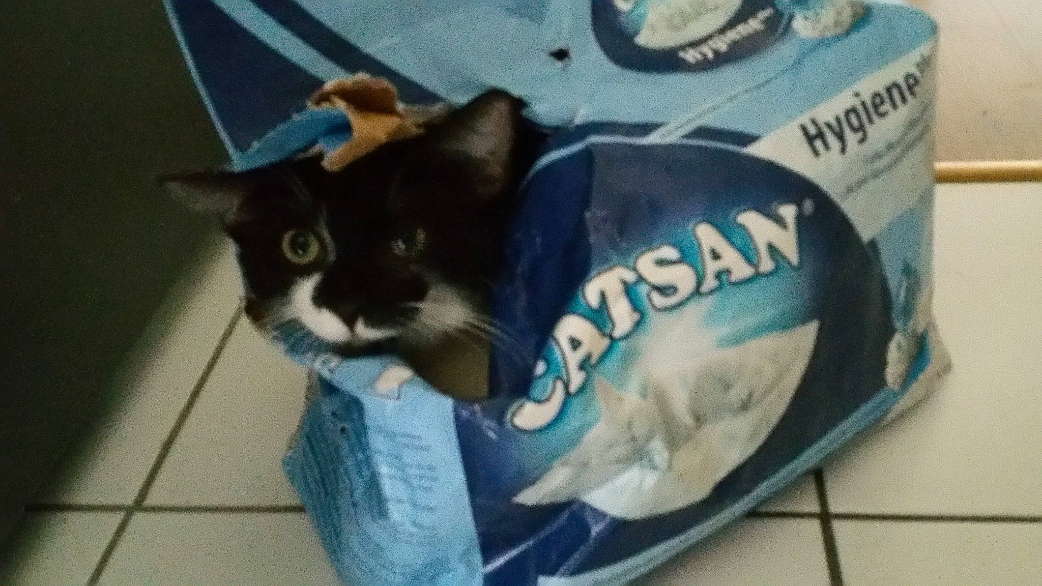 Lutin a rejoint le concours — aidez-le/la à gagner de superbes lots ! carnivore, cat, cool, domestic_short_haired_cat, felidae, hat, headgear, kitten, small_to_medium_sized_cats, whiskers