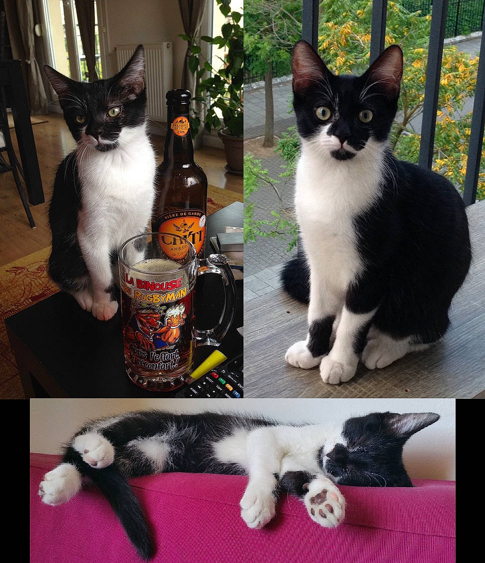 Lutin participe au concours pour gagner de l'argent avec cette photo : american_wirehair, asian, black_and_white, carnivore, cat, domestic_short_haired_cat, european_shorthair, felidae, fur, german_rex, japanese_bobtail, kitten, mammal, paw, photo_caption, polydactyl_cat, small_to_medium_sized_cats, snapshot, tail, whiskers