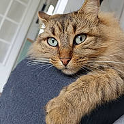 Neko participe au concours pour gagner de l'argent avec cette photo : cat, tabby, close_up, feline, pet, whiskers, paw, green_eyes, fur, indoor, resting, curious, animal, mammal, cute, domestic, soft, portrait, relaxed, house