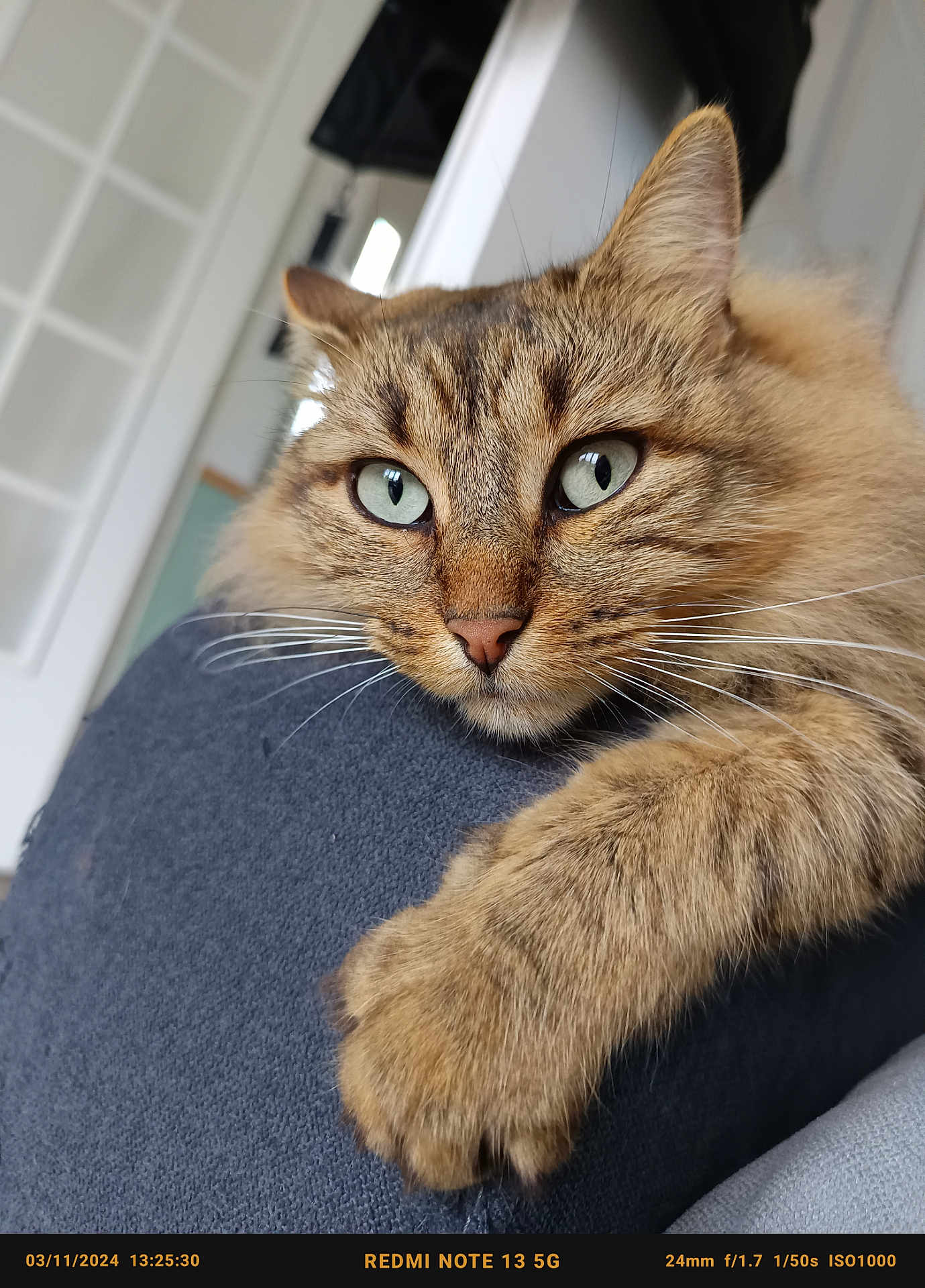 Neko