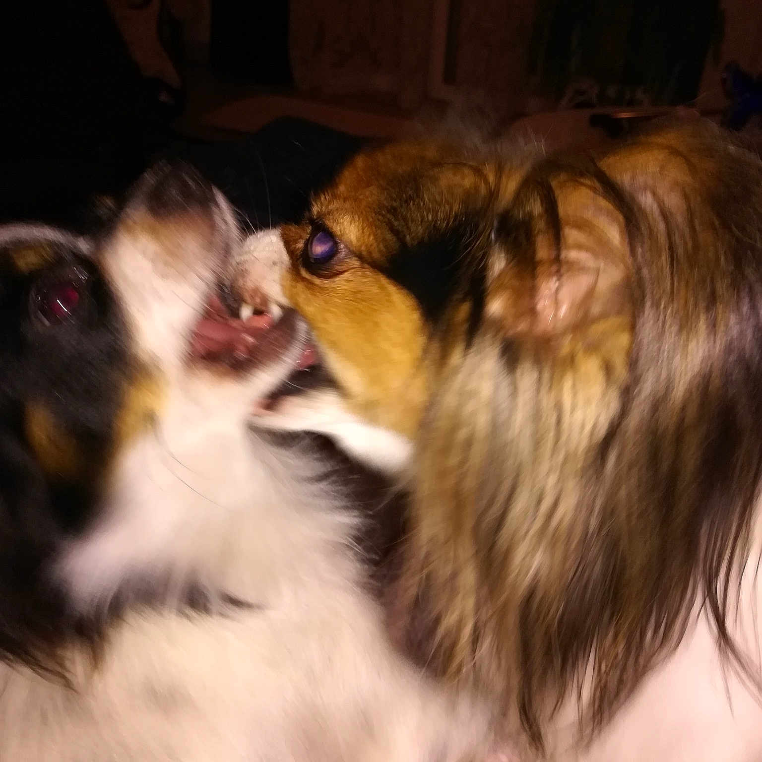 Oria Et Scarlette