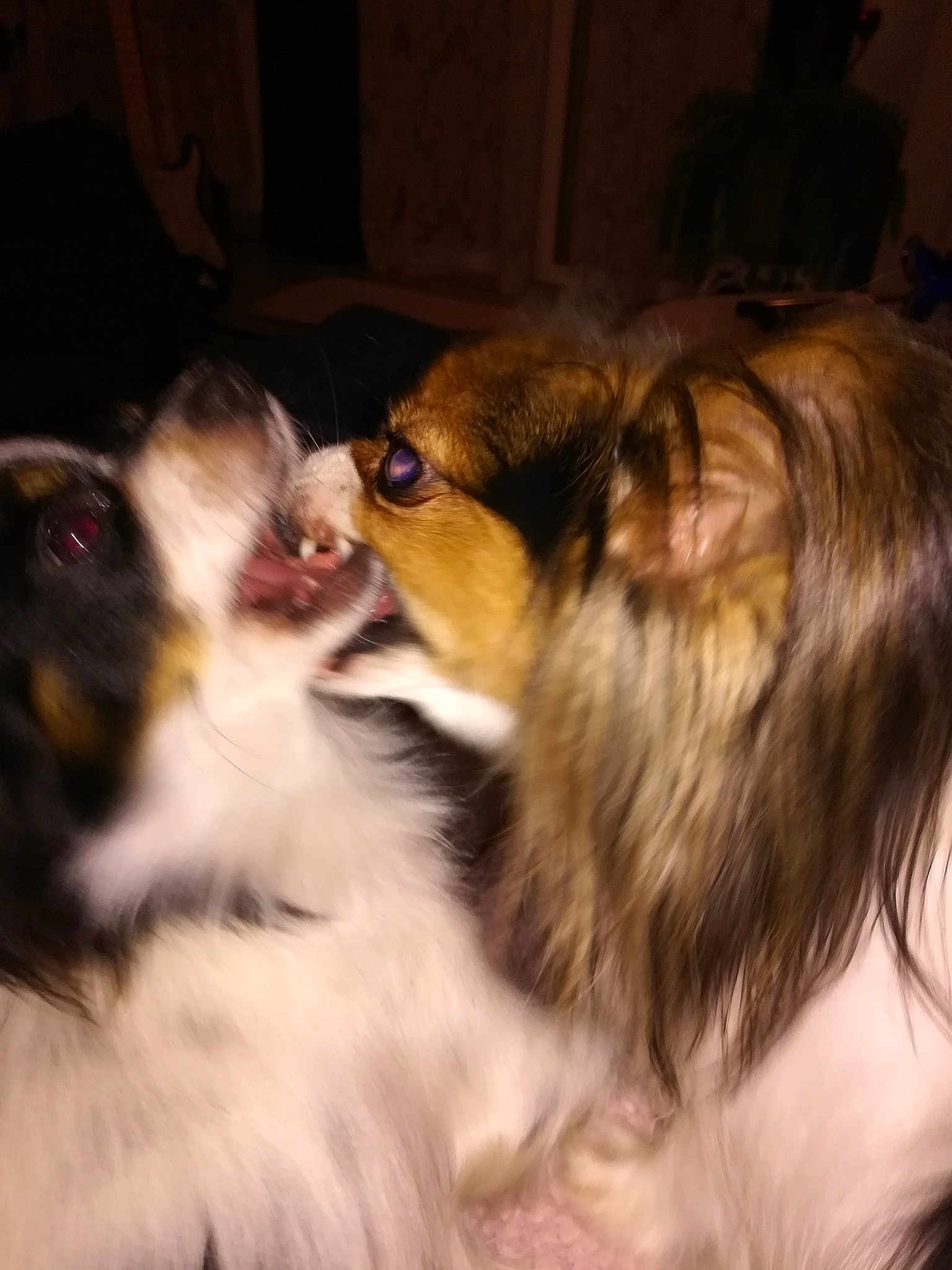 Oria Et Scarlette
