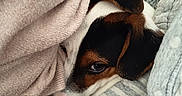 Amour participe au concours pour gagner de l'argent avec cette photo : dog, puppy, blanket, cushion, fabric, cozy, resting, brown, black, white, face, ear, nose, striped, pattern, indoor, closeup, soft, comfort, pet