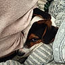 dog, puppy, blanket, cushion, fabric, cozy, resting, brown, black, white, face, ear, nose, striped, pattern, indoor, closeup, soft, comfort, pet