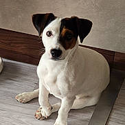 Amour participe au concours pour gagner de l'argent avec cette photo : dog, puppy, pet, sitting, floor, indoor, curious, attentive, white_fur, black_patch, brown_patch, ears, nose, paws, wood_floor, wall, baseboard, canine, animal, companion