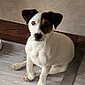 dog, puppy, pet, sitting, floor, indoor, curious, attentive, white_fur, black_patch, brown_patch, ears, nose, paws, wood_floor, wall, baseboard, canine, animal, companion