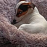 dog, pet, bed, fluffy, cozy, resting, fur, animal, cute, indoor, pink, soft, sleepy, relaxed, small_dog, side_eye, texture, comfort, canine, snuggled