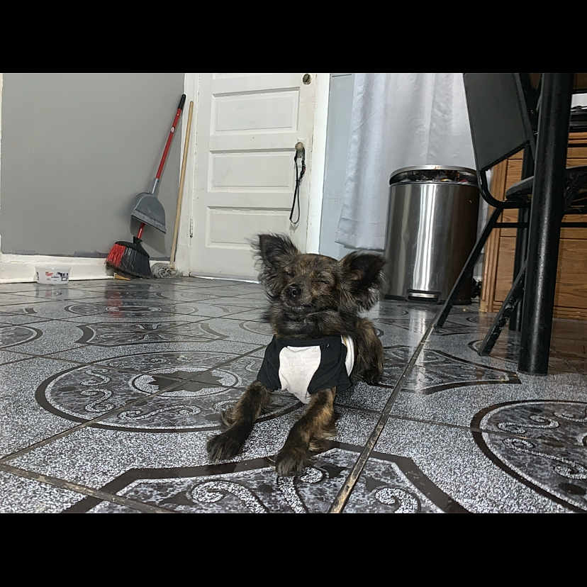 Shadow is registered to the contest to win money with this photo: animal, architecture, building, canine, cleaning, clothing, device, dog, factory, footwear, hardwood, indoors, interiordesign, person, pet, shoe, shovel, tar, tool, wood