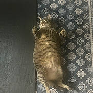 Rocky joined the competition — help win amazing prizes! cat, tabby, lying_down, belly_up, relaxed, indoor, rug, patterned_rug, exercise_mat, pet, feline, whiskers, paws, cute, sleepy, home_interior, floor, resting, animal, domestic_cat