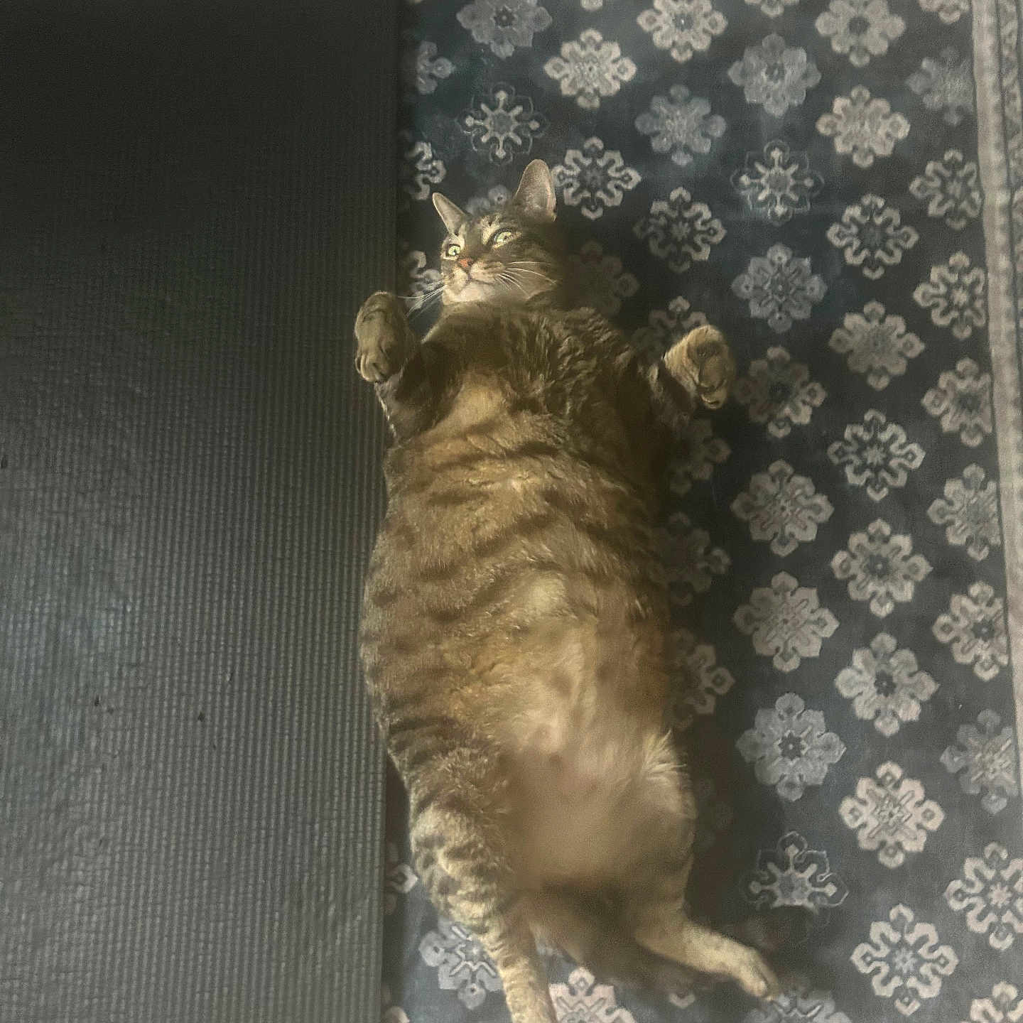 Rocky joined the competition — help win amazing prizes! animal, belly_up, cat, cute, domestic_cat, exercise_mat, feline, floor, home_interior, indoor, lying_down, patterned_rug, paws, pet, relaxed, resting, rug, sleepy, tabby, whiskers