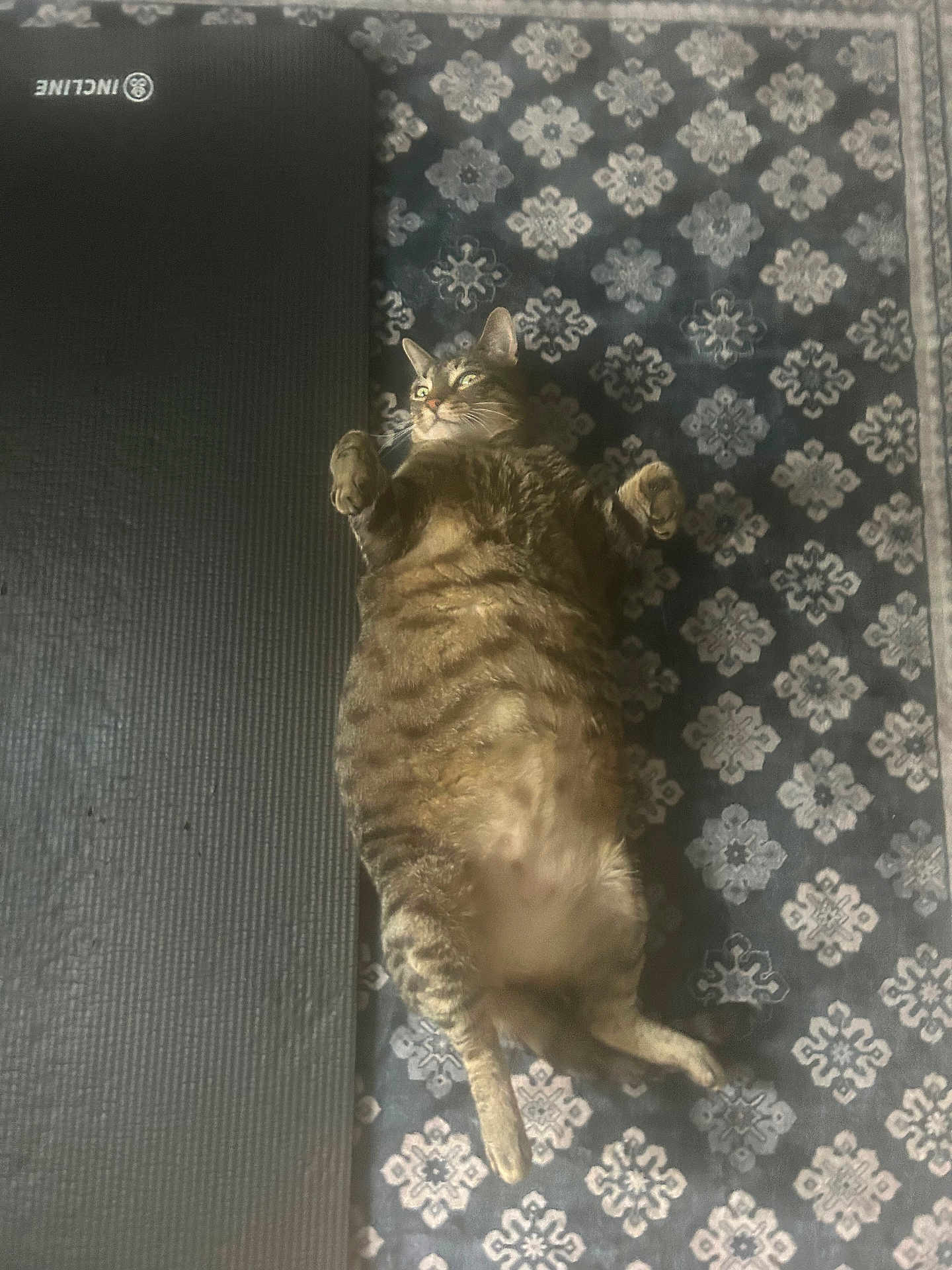 Rocky joined the competition — help win amazing prizes! cat, tabby, lying_down, belly_up, relaxed, indoor, rug, patterned_rug, exercise_mat, pet, feline, whiskers, paws, cute, sleepy, home_interior, floor, resting, animal, domestic_cat