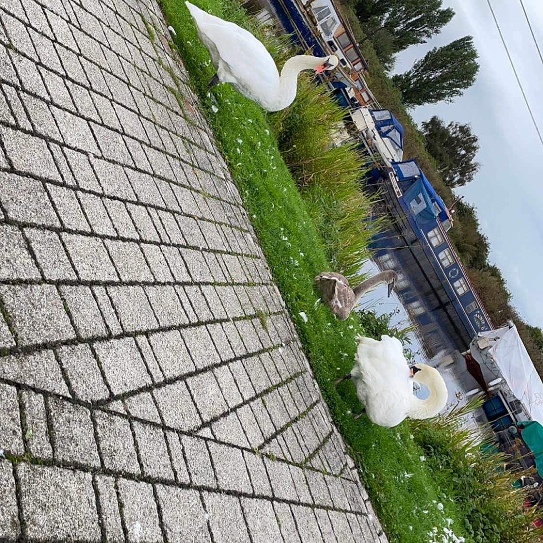 Bear is registered to the contest to win money with this photo: brickwork, building, cloud, electricity, flooring, grass, groundcover, house, landscape, plant, public_space, road_surface, roof, sidewalk, sky, slope, street_light, tree, urban_design, wall