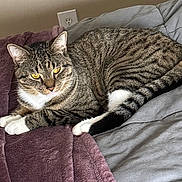 Buster joined the competition — help win amazing prizes! cat, tabby, pet, animal, feline, bed, blanket, comforter, indoor, resting, yellow_eyes, striped, cozy, fur, whiskers, paws, cute, relaxed, domestic, sleepy