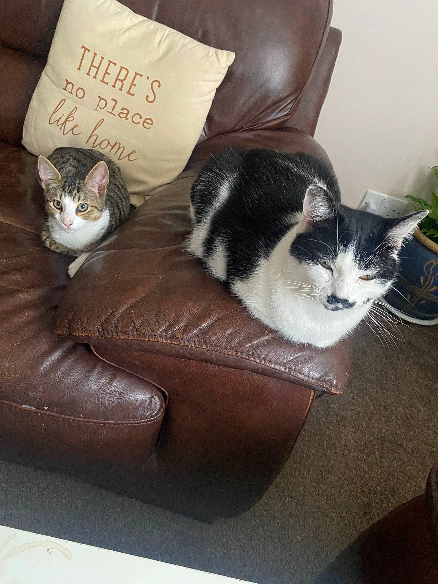 Mano joined the competition — help win amazing prizes! bag, brown, carnivore, cat, cat_bed, cat_supply, chair, comfort, couch, felidae, fur, grey, living_room, mammal, plant, sitting, small_to_medium_sized_cats, studio_couch, tail, whiskers