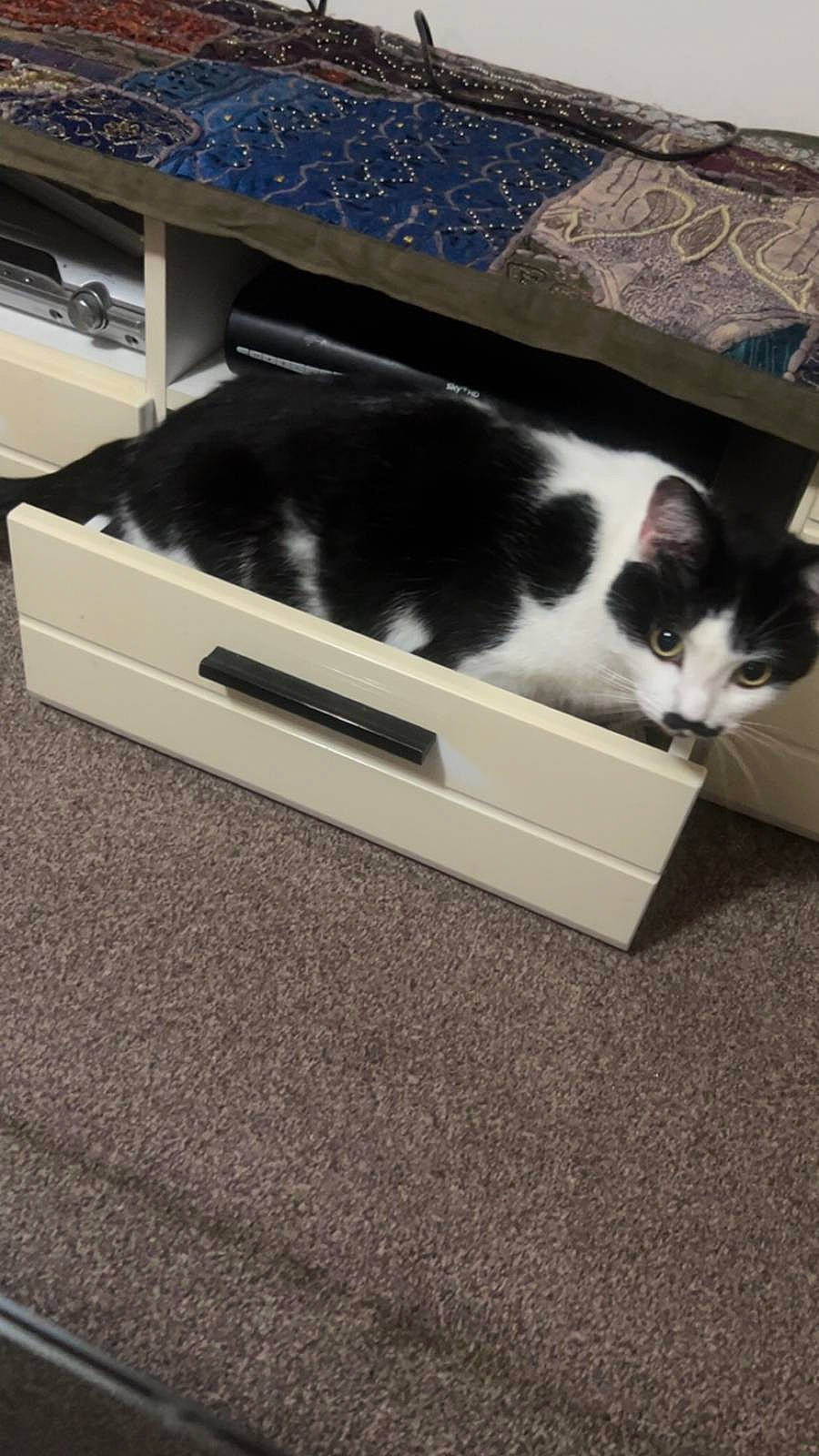 Mano joined the competition — help win amazing prizes! automotive_exterior, box, carnivore, cat, comfort, domestic_short_haired_cat, felidae, fur, gadget, hardwood, output_device, rectangle, room, small_to_medium_sized_cats, tail, whiskers, window, wood