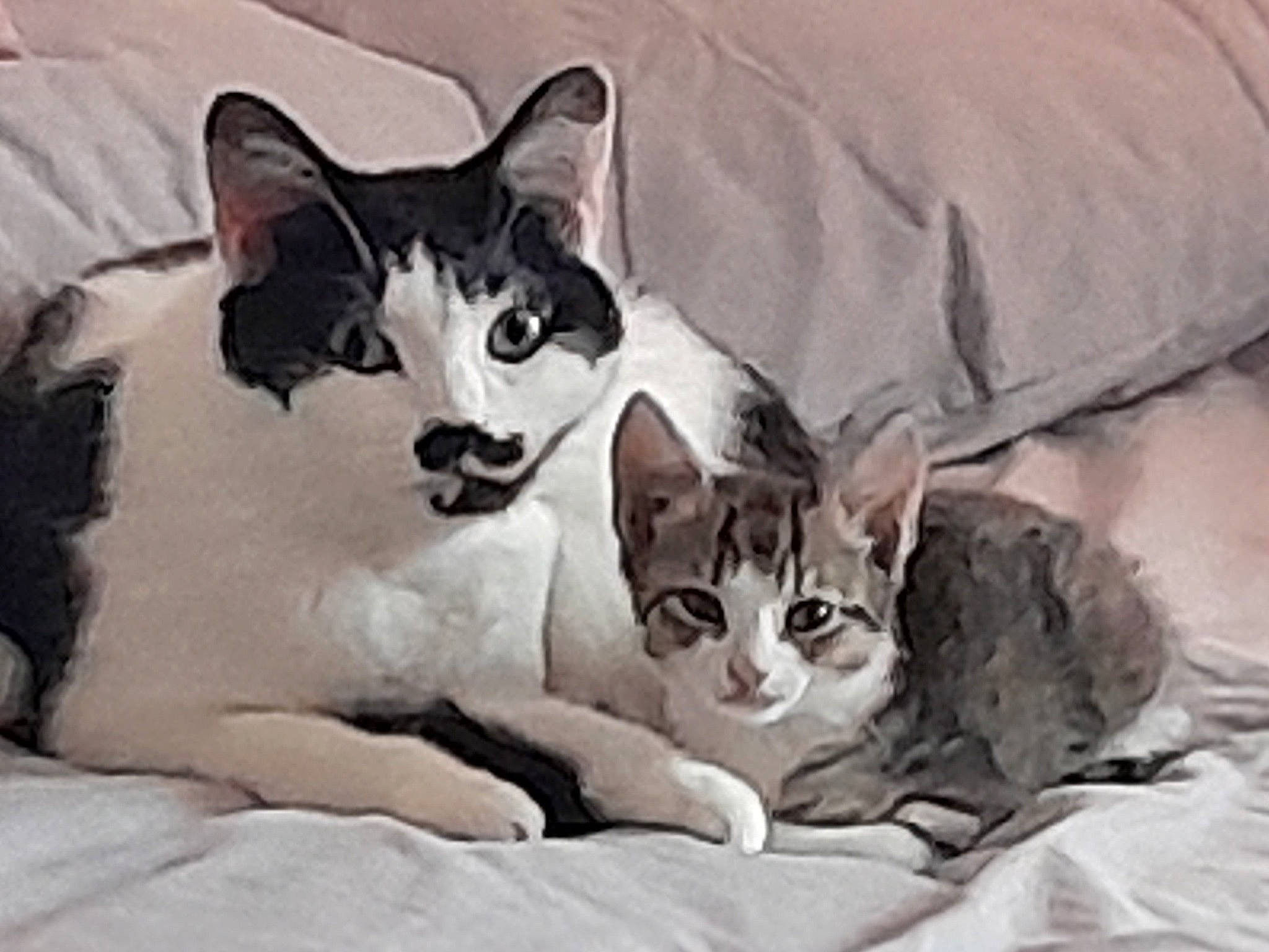 Mano is registered to the contest to win money with this photo: carnivore, cat, comfort, domestic_short_haired_cat, felidae, font, fur, grey, linens, paint, paw, small_to_medium_sized_cats, snout, tail, terrestrial_animal, whiskers