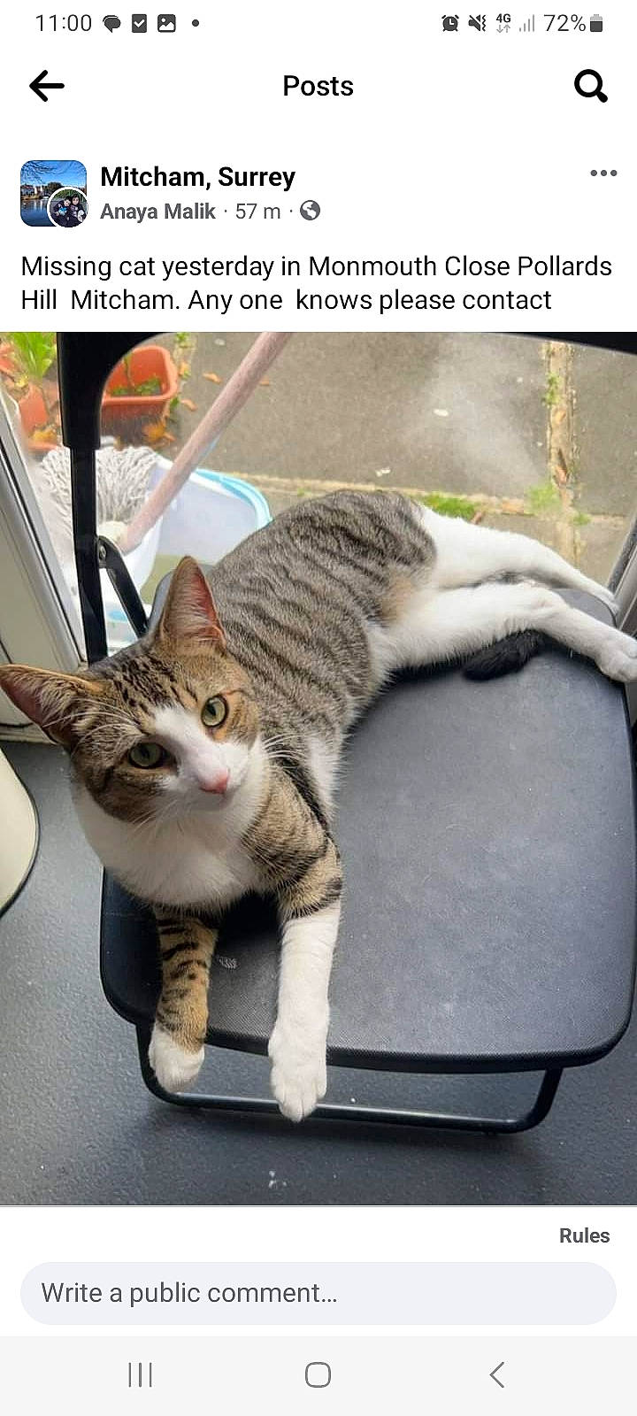 Mailo joined the competition — help win amazing prizes! carnivore, cat, claw, comfort, domestic_short_haired_cat, felidae, fur, paw, photo_caption, plant, sitting, small_to_medium_sized_cats, tail, whiskers, window