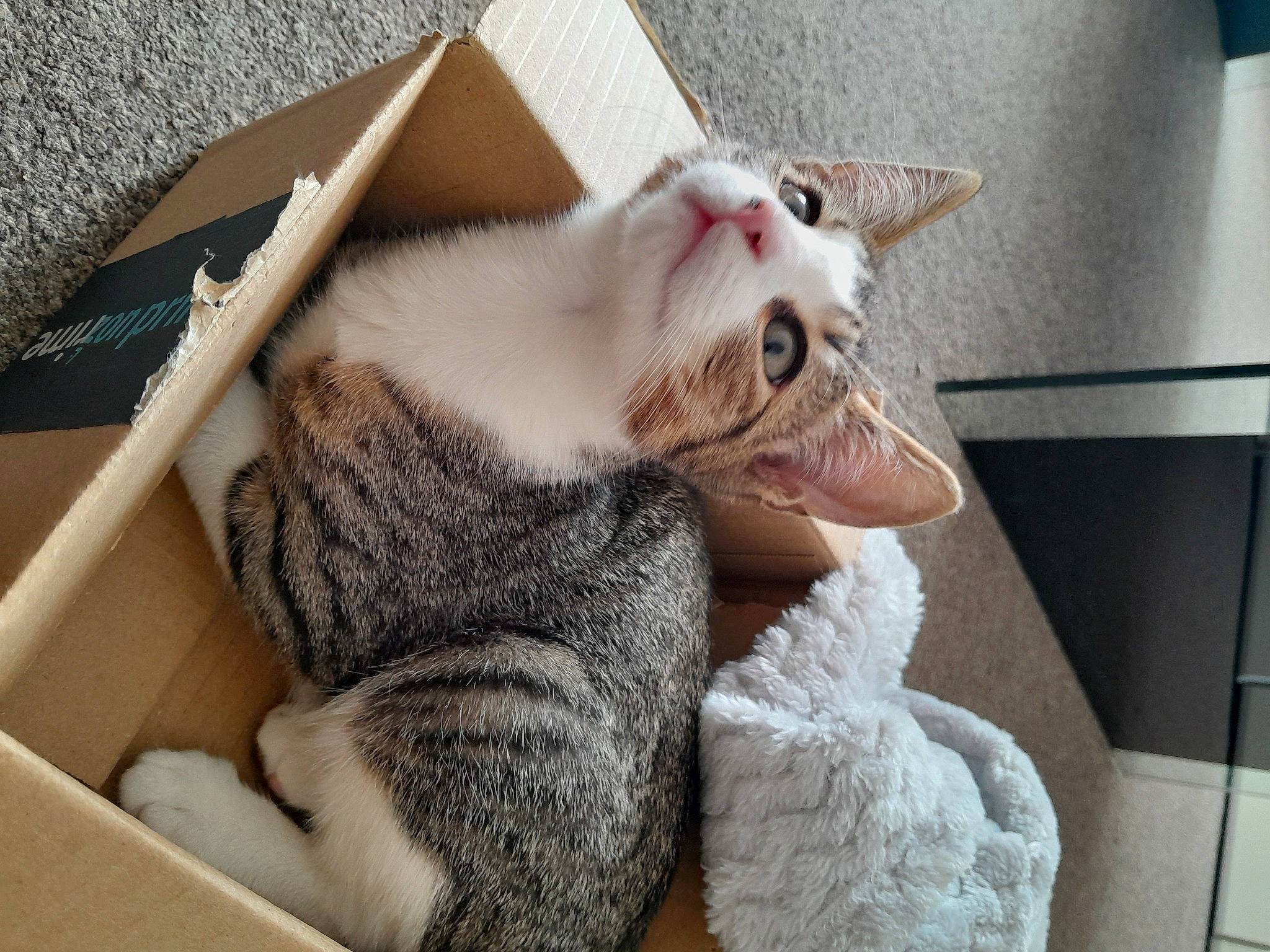 Mailo is registered to the contest to win money with this photo: carnivore, cat, claw, comfort, domestic_short_haired_cat, felidae, fur, nap, paw, room, small_to_medium_sized_cats, snout, stuffed_toy, tail, toy, whiskers, window, wool