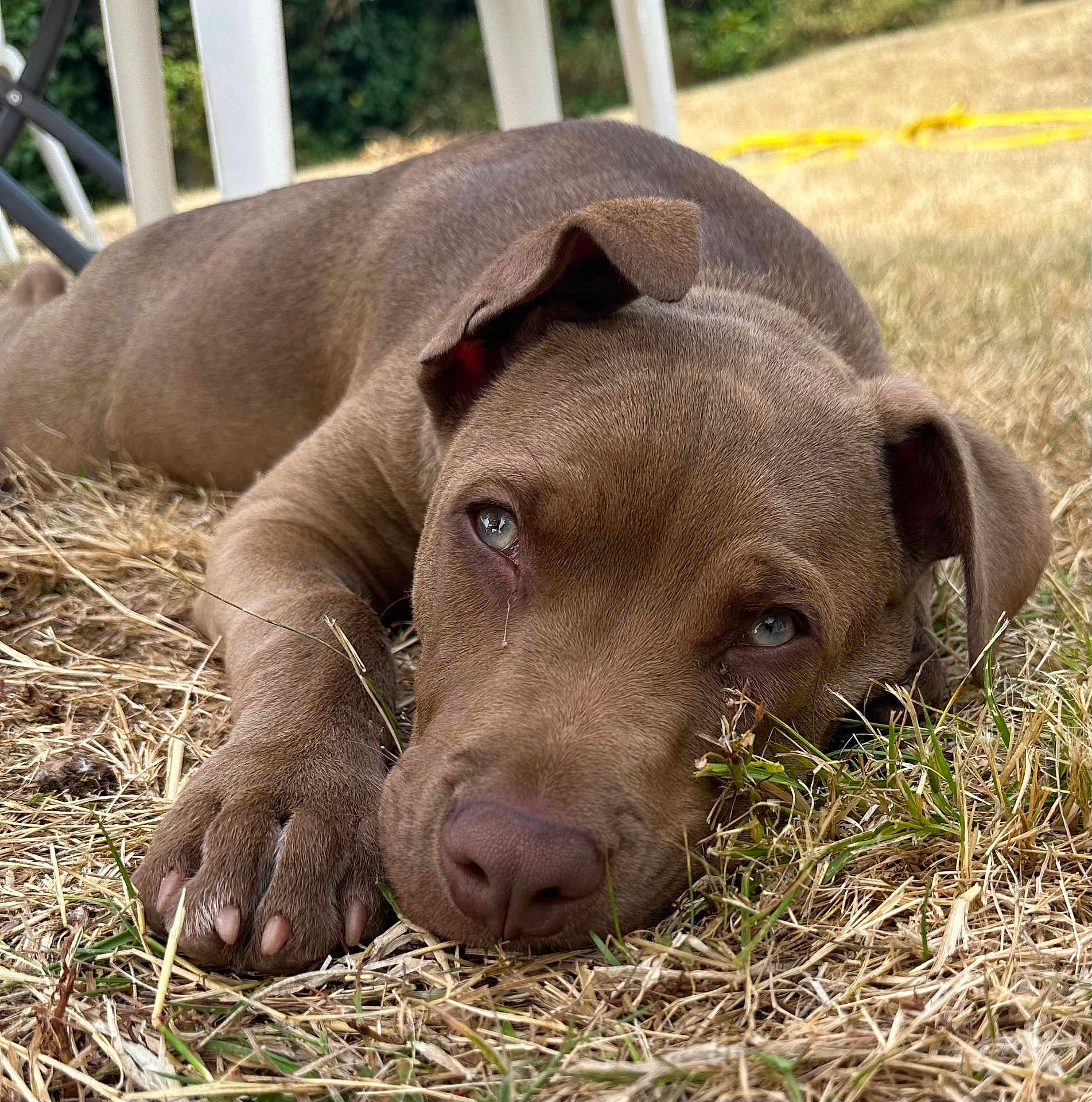 Simba