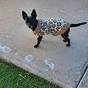 Peaches is registered to the contest to win money with this photo: adorable, animal, black_dog, canine, concrete, curious, daylight, dog, ears_up, grass, leopard_print_sweater, looking_at_camera, outdoor, pet_clothing, short_fur, side_view, small_dog, standing, sweater, winter_wear