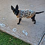adorable, animal, black_dog, canine, concrete, curious, daylight, dog, ears_up, grass, leopard_print_sweater, looking_at_camera, outdoor, pet_clothing, short_fur, side_view, small_dog, standing, sweater, winter_wear