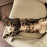 Snickerdoodle is registered to the contest to win money with this photo: cat, tabby, tongue_out, stretching, relaxed, indoor, chair, leather, furniture, carpet, pet, whiskers, fur, paw, cute, animal, domestic, home, resting, tongue