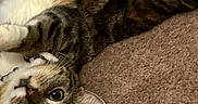 Snickerdoodle is registered to the contest to win money with this photo: cat, tabby, carpet, pet, animal, indoor, lying_down, fur, whiskers, paws, cute, domestic_cat, playful, relaxed, collar, looking_at_camera, wide_eyes, stretching, cozy, fur_pattern