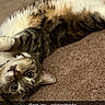 cat, tabby, carpet, pet, animal, indoor, lying_down, fur, whiskers, paws, cute, domestic_cat, playful, relaxed, collar, looking_at_camera, wide_eyes, stretching, cozy, fur_pattern