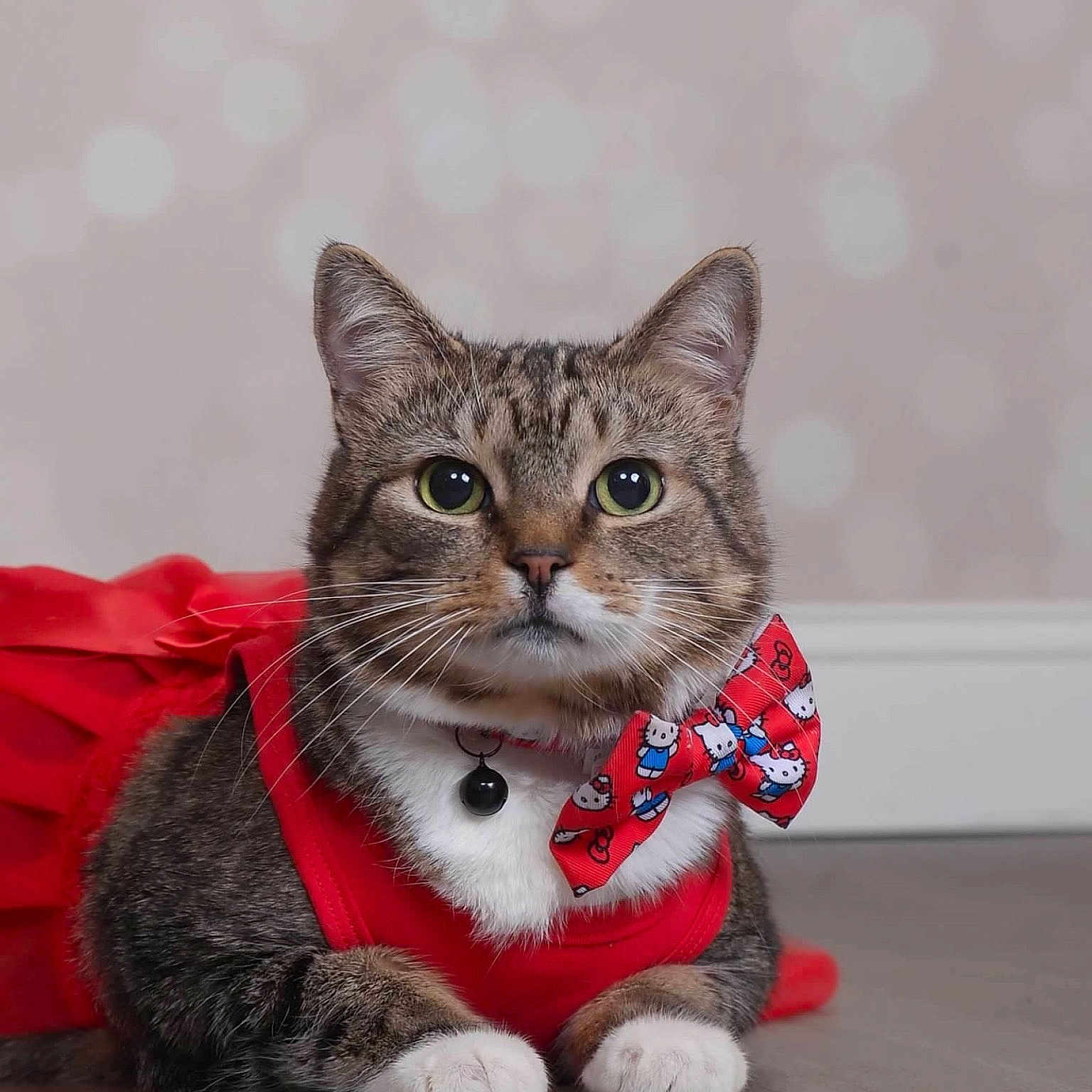 Snickerdoodle joined the competition — help win amazing prizes! cat, tabby_cat, red_dress, bow_tie, hello_kitty, pet, indoor, floor, whiskers, fur, paws, collar, animal, cute, portrait, domestic_cat, mammal, looking_at_camera, close_up, resting