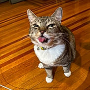 Snickerdoodle is registered to the contest to win money with this photo: cat, tabby_cat, tongue_out, playful, pet, indoor, wooden_floor, fur, whiskers, collar, domestic_animal, animal, mammal, cute, face, ears, paws, home, living_room, funny_expression