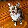 cat, tabby_cat, tongue_out, playful, pet, indoor, wooden_floor, fur, whiskers, collar, domestic_animal, animal, mammal, cute, face, ears, paws, home, living_room, funny_expression