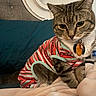 Snickerdoodle joined the competition — help win amazing prizes! cat, tabby_cat, pet, animal, striped, clothing, outfit, bed, blanket, indoor, feline, cute, domestic_cat, collar, tag, resting, fur, ears, whiskers, closeup