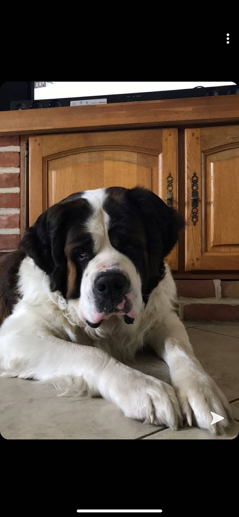 Beethoven a rejoint le concours — aidez-le/la à gagner de superbes lots ! bucovina_shepherd_dog, canidae, carnivore, companion_dog, dog, dog_breed, drentse_patrijshond, giant_dog_breed, landseer, mammal, moscow_watchdog, mucuchies, nose, pyrenean_mastiff, rare_breed_dog, snout, sporting_group, st_bernard, tornjak, vertebrate