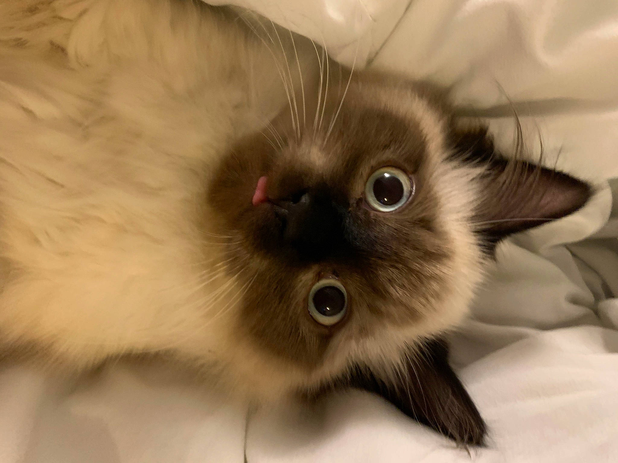 Goose is registered to the contest to win money with this photo: balinese, birman, carnivore, cat, fawn, felidae, fur, iris, ragdoll, siamese, small_to_medium_sized_cats, snout, terrestrial_animal, thai, whiskers