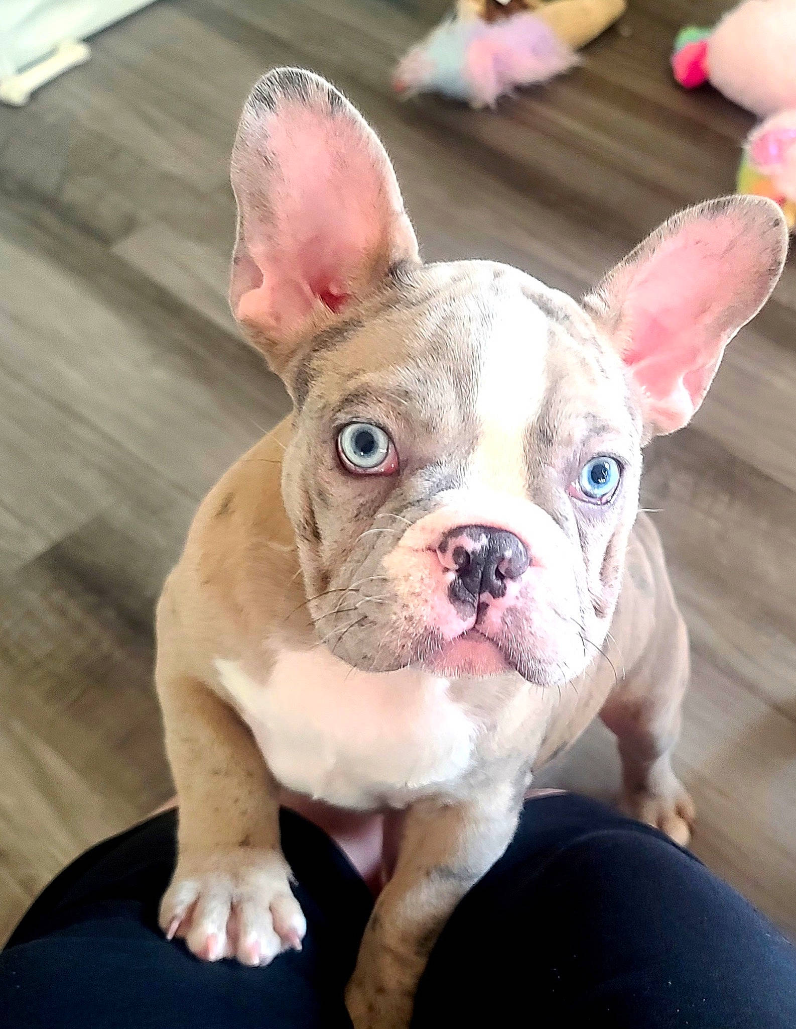 Dixon joined the competition — help win amazing prizes! bulldog, canidae, carnivore, companion_dog, dog, dog_breed, ear, fawn, fur, grass, non_sporting_group, pink, snout, sporting_group, terrestrial_animal, toy_dog, whiskers, working_animal, wrinkle