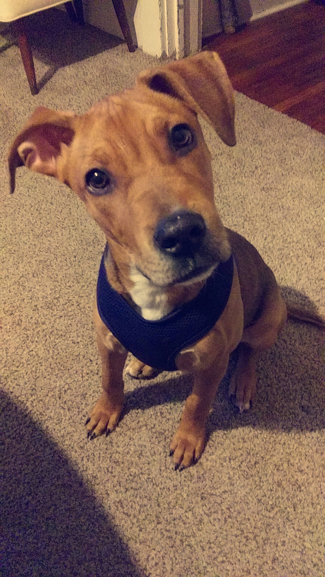 Johnny Cash is registered to the contest to win money with this photo: american_pit_bull_terrier, beagador, canidae, carnivore, companion_dog, dog, dog_breed, ear, fawn, mammal, mountain_cur, nose, pit_bull, potcake_dog, puppy, rare_breed_dog, snout, sporting_group, vertebrate, whiskers