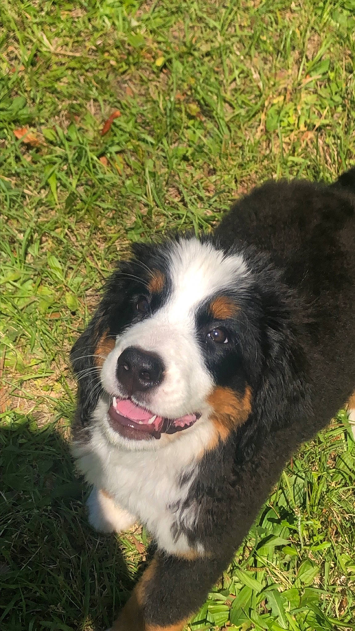 Laura is registered to the contest to win money with this photo: australian_shepherd, bernese_mountain_dog, border_collie, canidae, carnivore, companion_dog, dog, dog_breed, fur, grass, herding_dog, plant, snout, sporting_group, terrestrial_animal, whiskers, working_dog