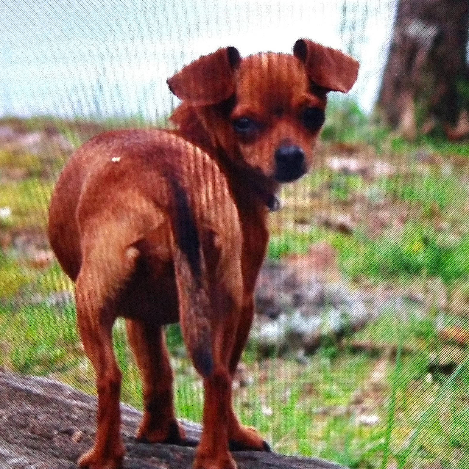 Callie is registered to the contest to win money with this photo: canidae, carnivore, chihuahua, companion_dog, dog, dog_breed, dog_collar, fawn, grass, liver, mesh, plant, sky, snout, sporting_group, street_dog, terrestrial_animal, whiskers, working_animal, working_dog