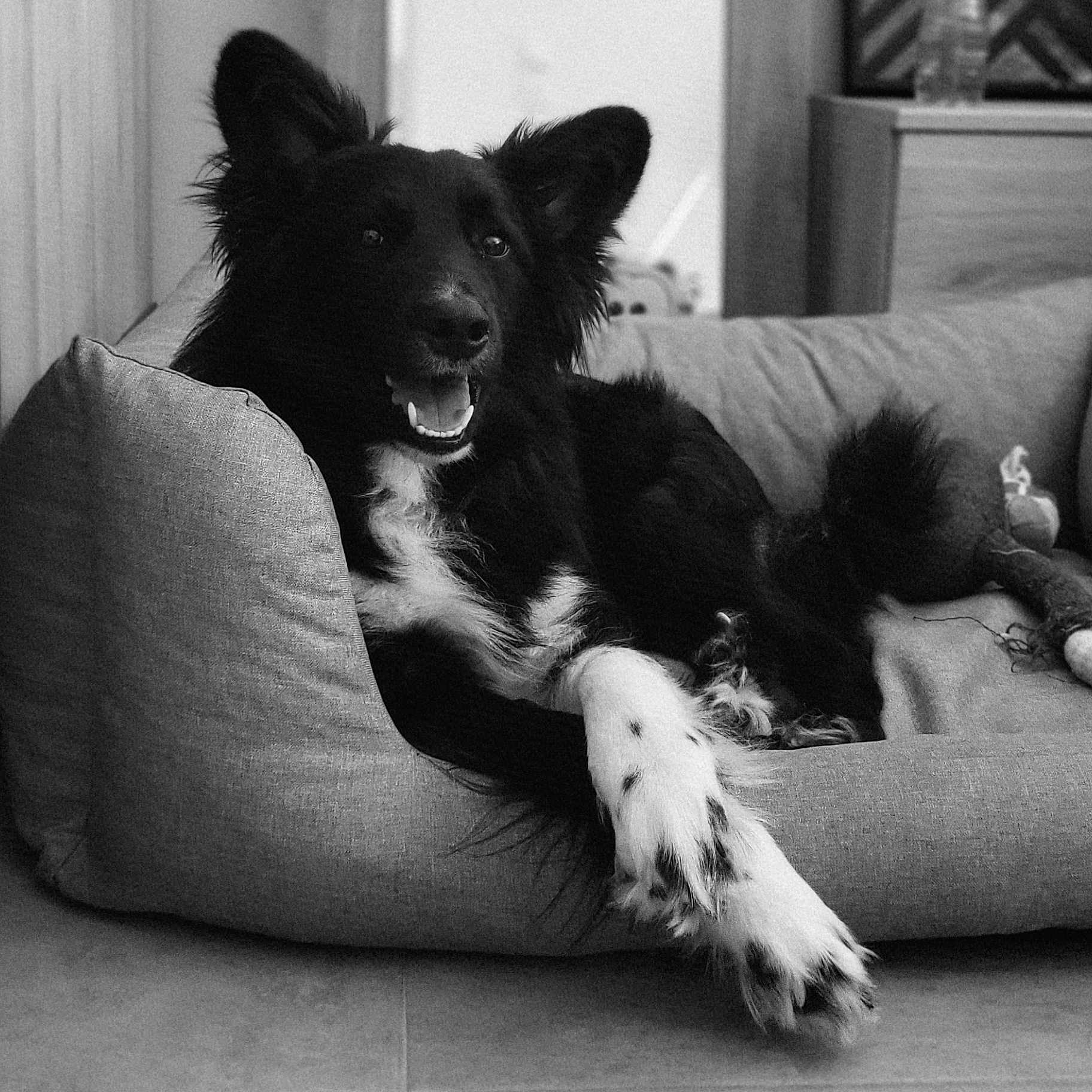 Hop a rejoint le concours — aidez-le/la à gagner de superbes lots ! animal, black_and_white, canine, companion, couch, cozy, dog, domestic, friendly, fur, happy, home, indoor, mammal, paw, pet_bed, portrait, relaxed, resting, smiling