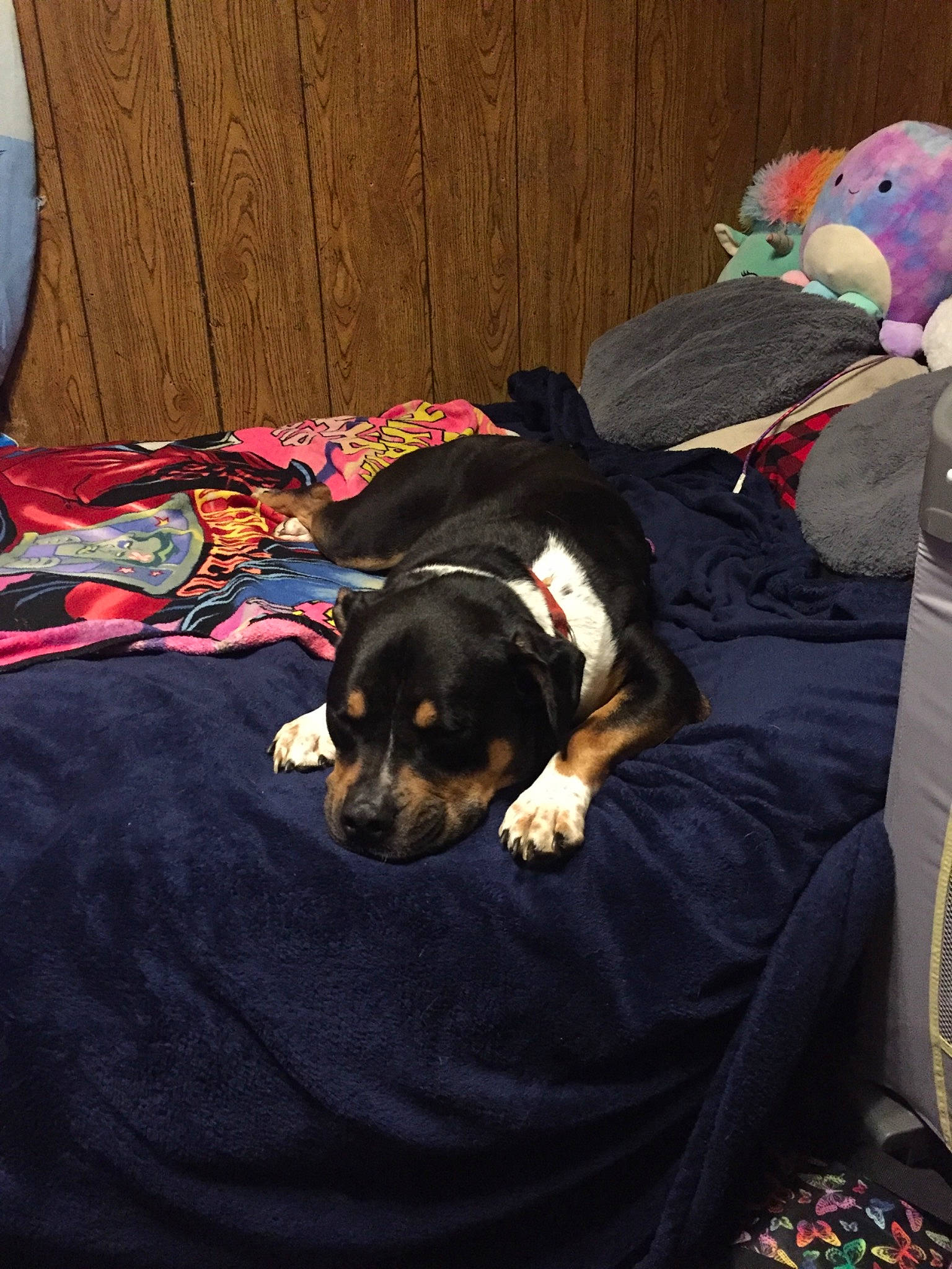 Buddy joined the competition — help win amazing prizes! bed, bedding, blanket, carnivore, comfort, companion_dog, couch, dog, dog_breed, dog_supply, fur, guard_dog, hardwood, linens, nap, pattern, room, sporting_group, toy_dog, working_animal