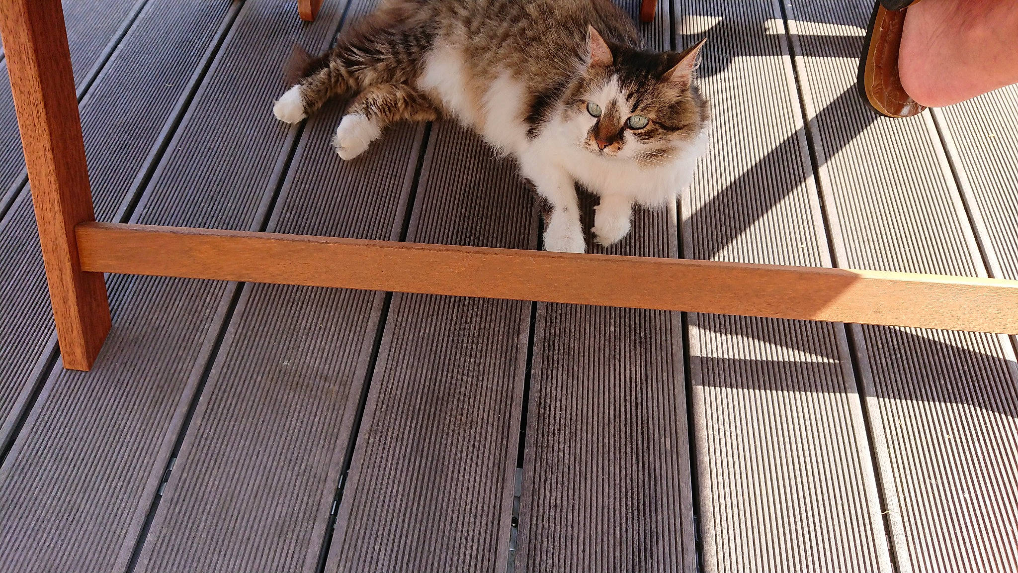 Princesse participe au concours pour gagner de l'argent avec cette photo : animal_shelter, carnivore, cat, domestic_short_haired_cat, fawn, felidae, fence, flooring, fur, hardwood, metal, paw, plant, rectangle, sitting, small_to_medium_sized_cats, snout, tail, whiskers, wood