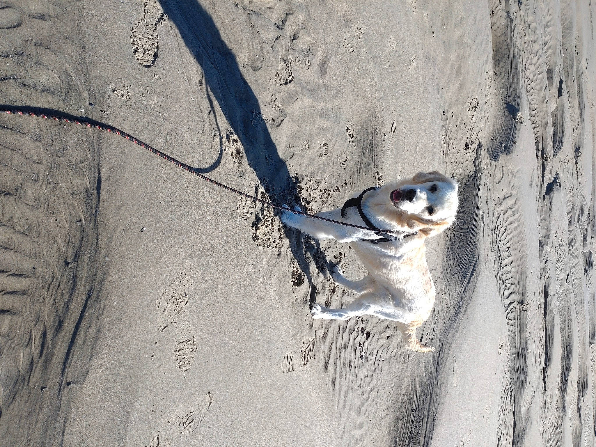 Twix a rejoint le concours — aidez-le/la à gagner de superbes lots ! automotive_tire, carnivore, dog, dog_breed, freezing, landscape, plant, shadow, slope, spoke, sporting_group, tail, terrestrial_animal, trunk, twig, wildlife, winter, wire, wood
