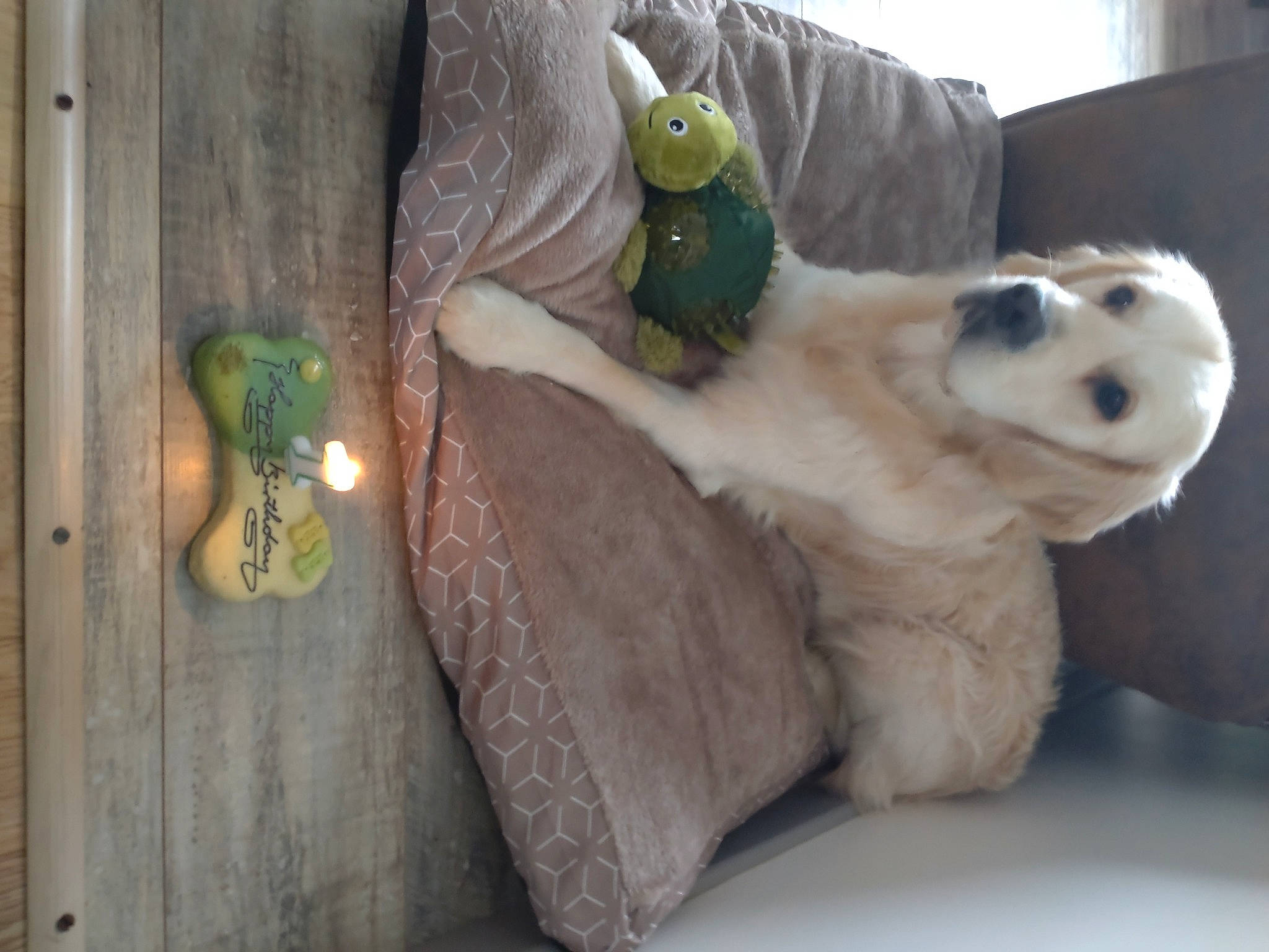 Twix participe au concours pour gagner de l'argent avec cette photo : canidae, carnivore, comfort, companion_dog, dog_breed, fawn, felidae, fur, parrot, paw, plush, polar_bear, small_to_medium_sized_cats, sporting_group, stuffed_toy, tail, terrestrial_animal, toy, whiskers, wood