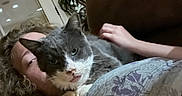 Roadie is registered to the contest to win money with this photo: animal, blinds, casual, cat, closeup, couch, curly_hair, face, gray_cat, hand, home, indoor, lying_down, person, pet, plant, relaxed, resting, white_cat, window