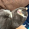 animal, brown_couch, cat, couch, cozy, cute, domestic_cat, feline, fluffy, gray_cat, indoor, mouth_open, paw, person_arm, pet, relaxed, resting, sleeping_cat, teeth, white_fur