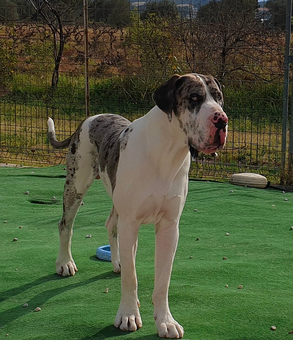 Nike a rejoint le concours — aidez-le/la à gagner de superbes lots ! ancient_dog_breeds, beaglier, canidae, carnivore, collar, companion_dog, dog, dog_breed, dog_collar, dog_supply, fawn, giant_dog_breed, grass, plant, snout, sporting_group, tail, tree, working_animal, working_dog