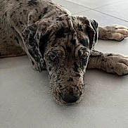 Blue participe au concours pour gagner de l'argent avec cette photo : animal, canine, closeup, cute, dog, domestic_animal, ears, floor, gray, indoor, laying_down, nose, paws, pet, portrait, puppy, spotted, tile, whiskers, young