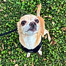 Kash joined the competition — help win amazing prizes! dog, chihuahua, pet, animal, outdoor, greenery, grass, leaves, harness, small_dog, cute, looking_up, canine, nature, walk, adorable, close_up, fur, ears, tail